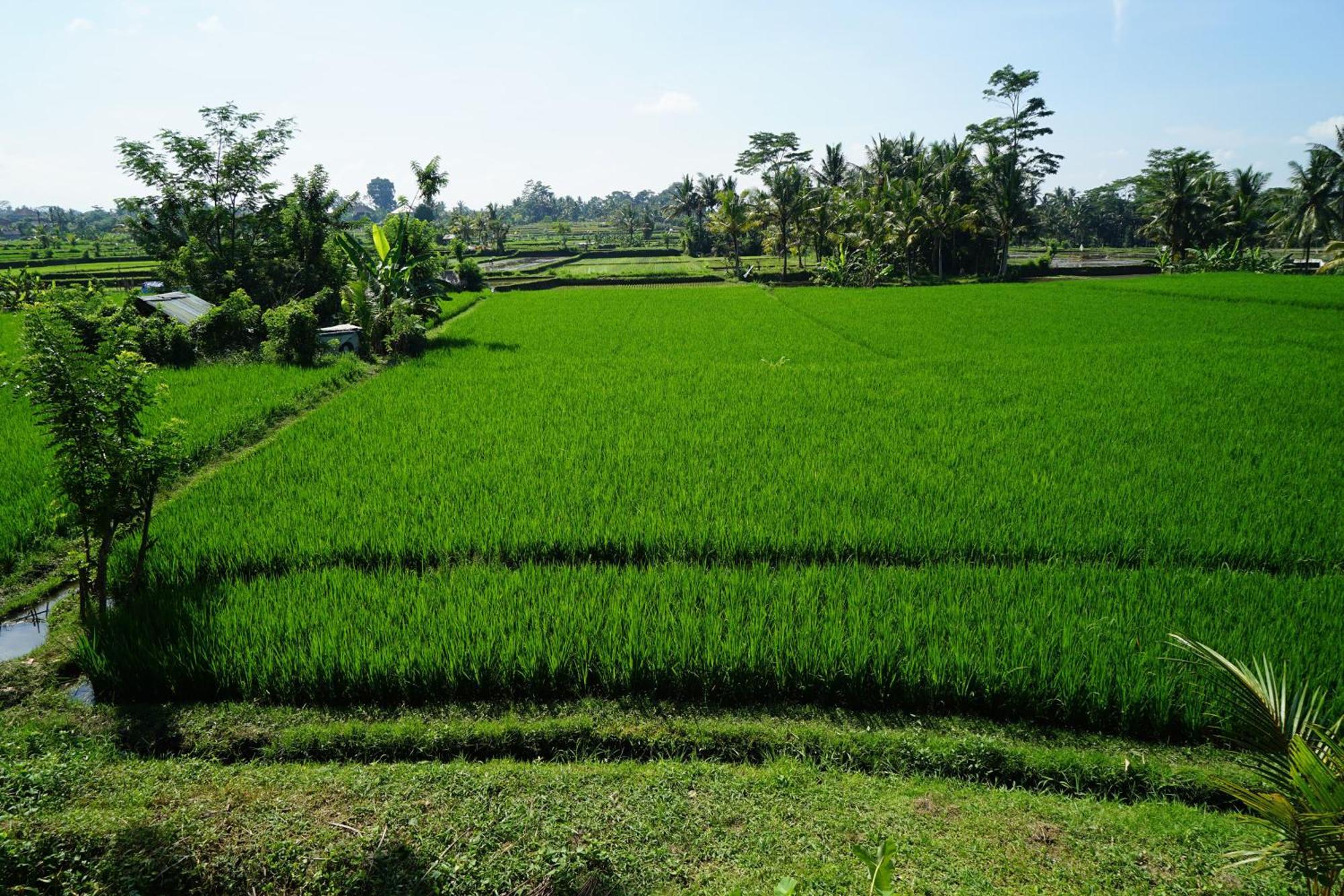 Santun Luxury Private Villas Ubud Cameră foto